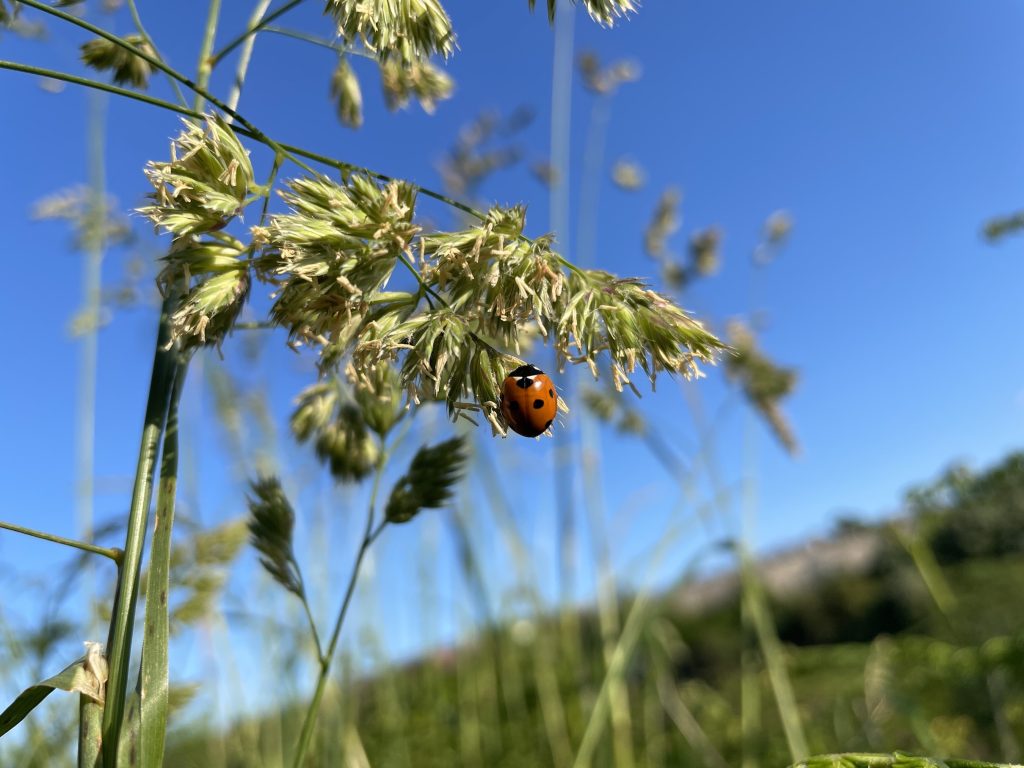 ladybird on grass head