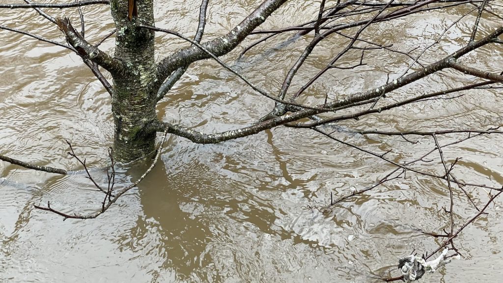 a picture of analder tree in flood water