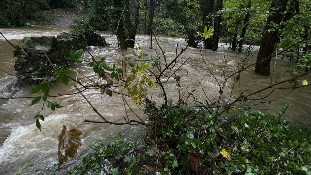 A photograph of flooded woods