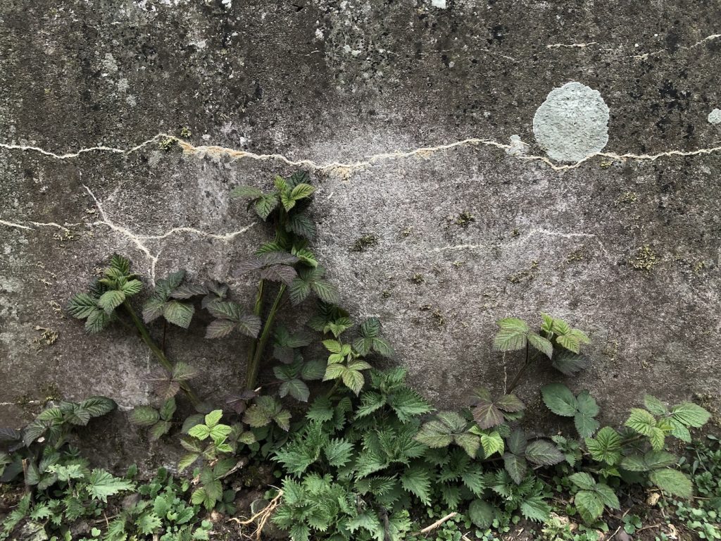 A wall with lichen in the shape of the moon