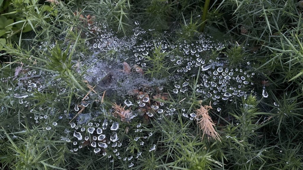 dew drops on cobweb