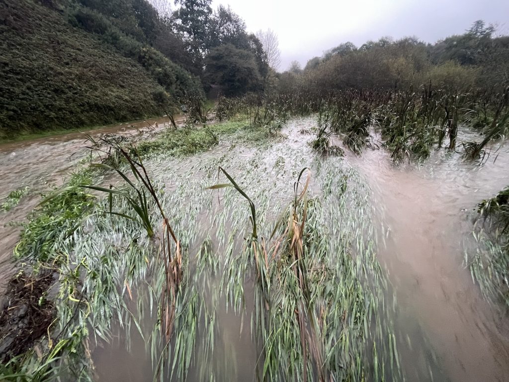 a picture of the swollen river with reeds