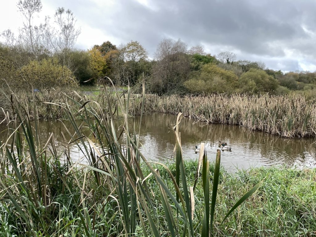 photograph of bulrushes in a pond