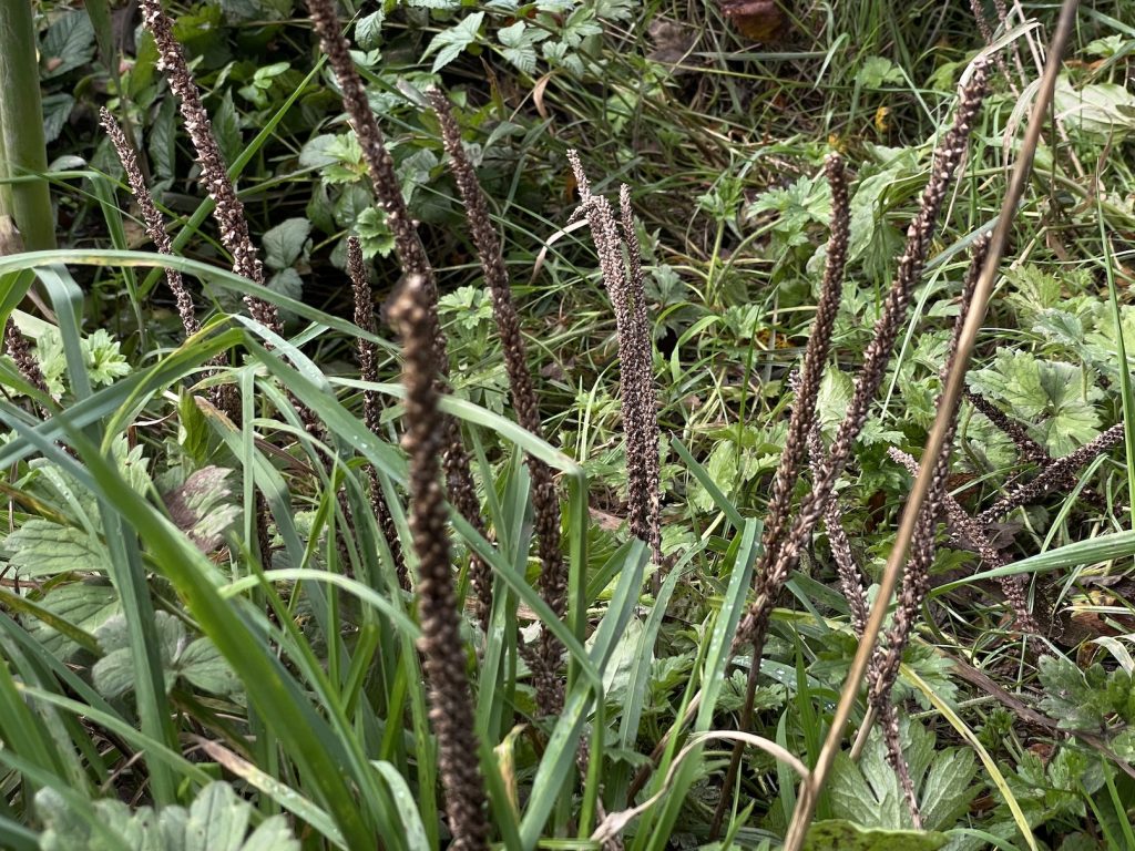 a photograph of broadleaf plantain flowers