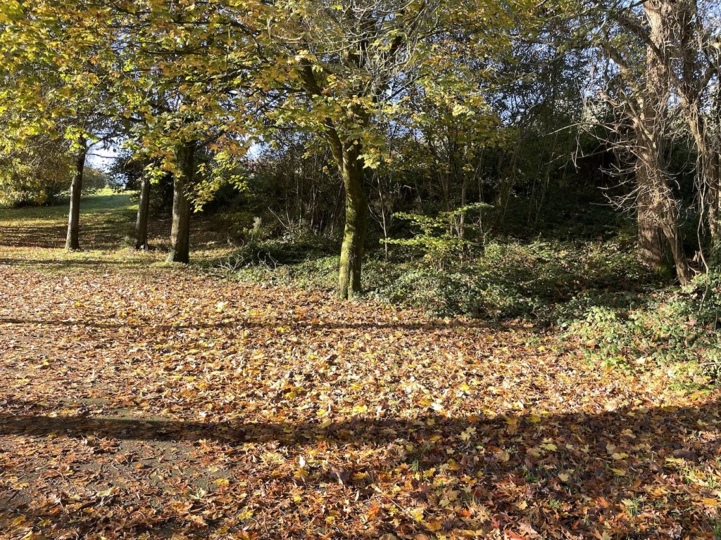 Photograph of November trees with golden leaves on the ground and in the branches