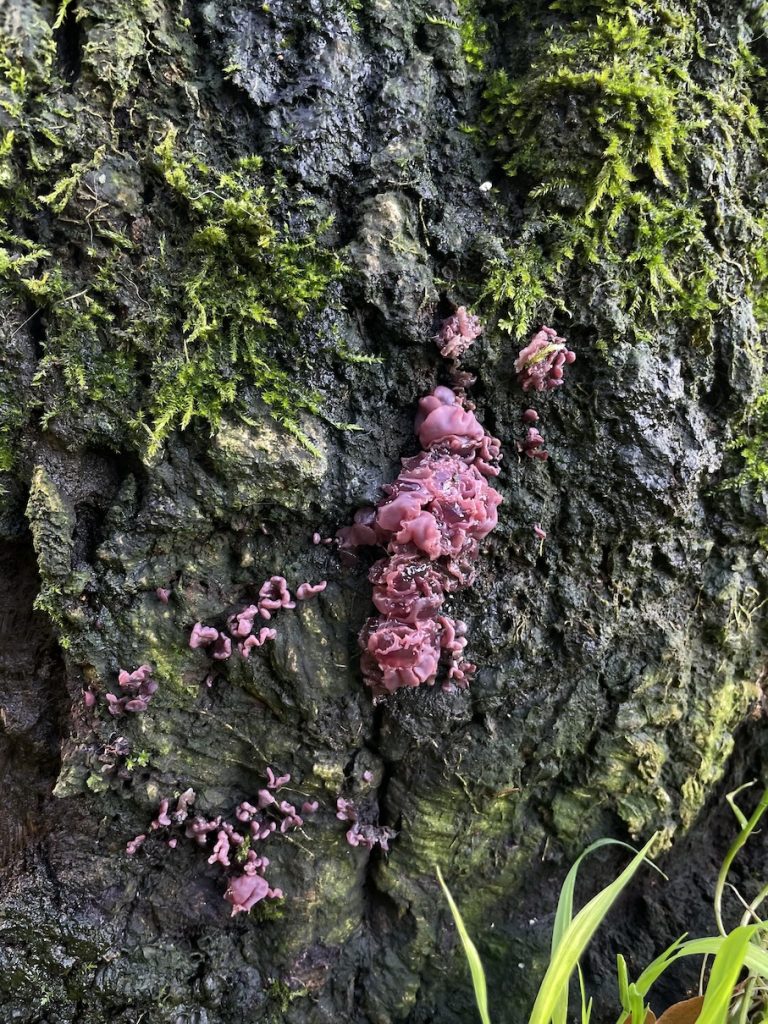 a photograph of purple jelly fungi on an oak stump