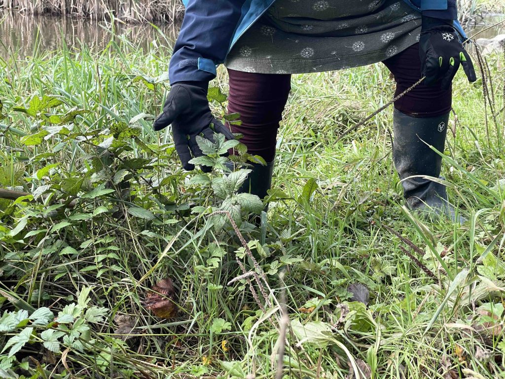 a person reaches into the ground showing meadowsweet leaves