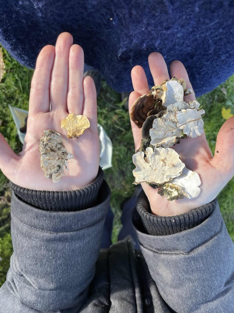 hands holding turkey tail fungus