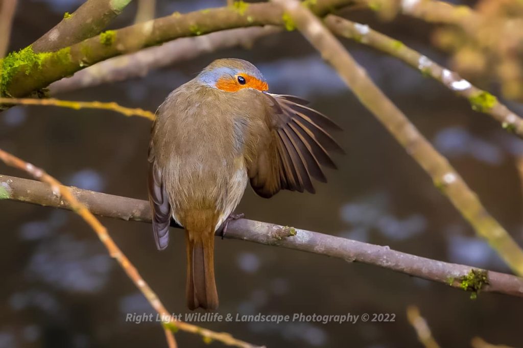 A photograph of a robin looking over his wing by Paul Moore