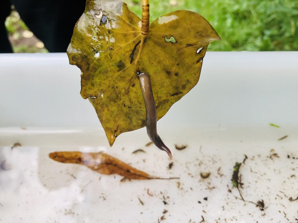 A photograph of a leech attached to a leaf