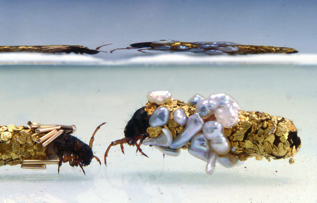 A photograph of a caddis fly larva wearing pearls