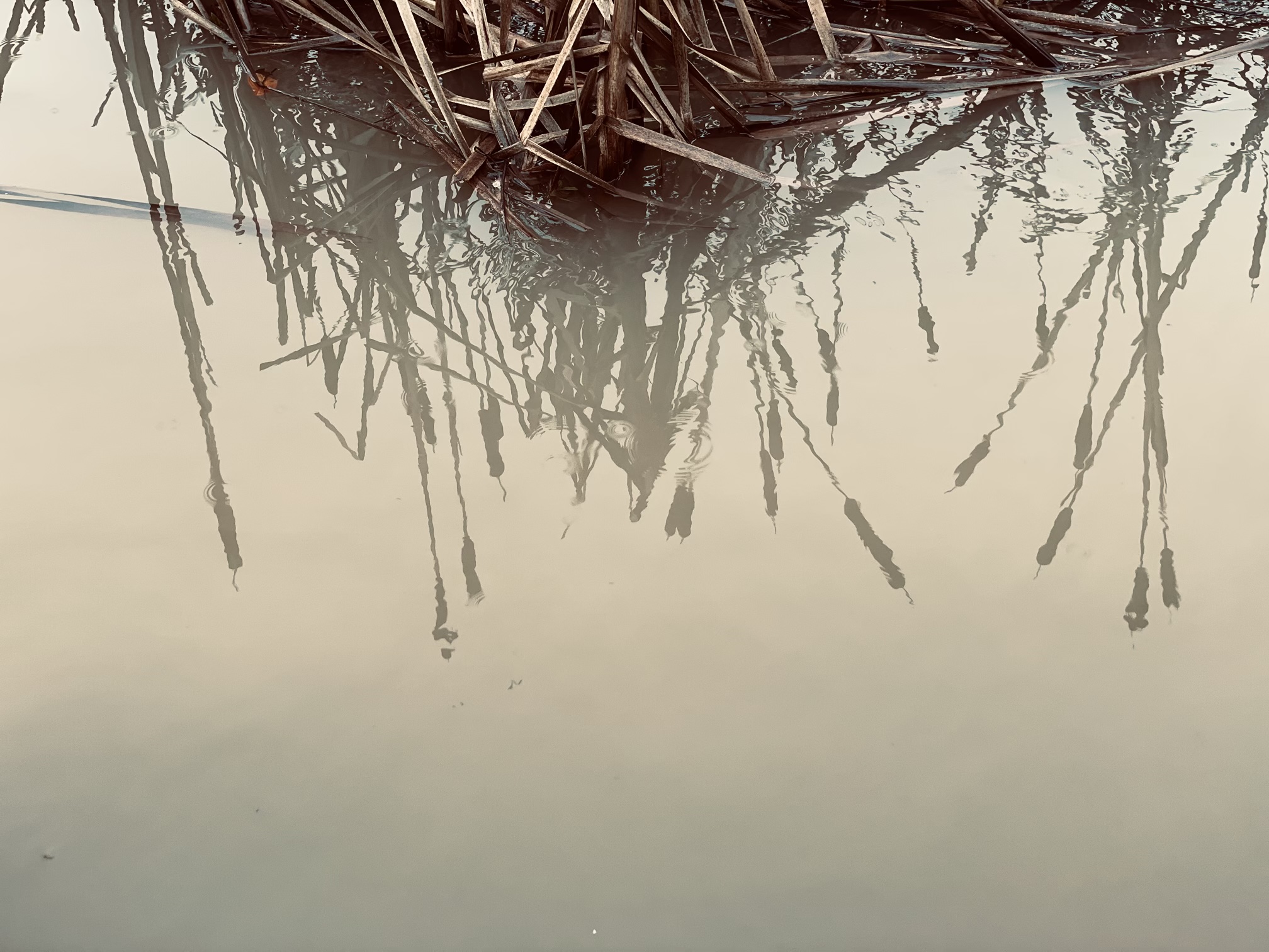 an image of a river reflections and plants