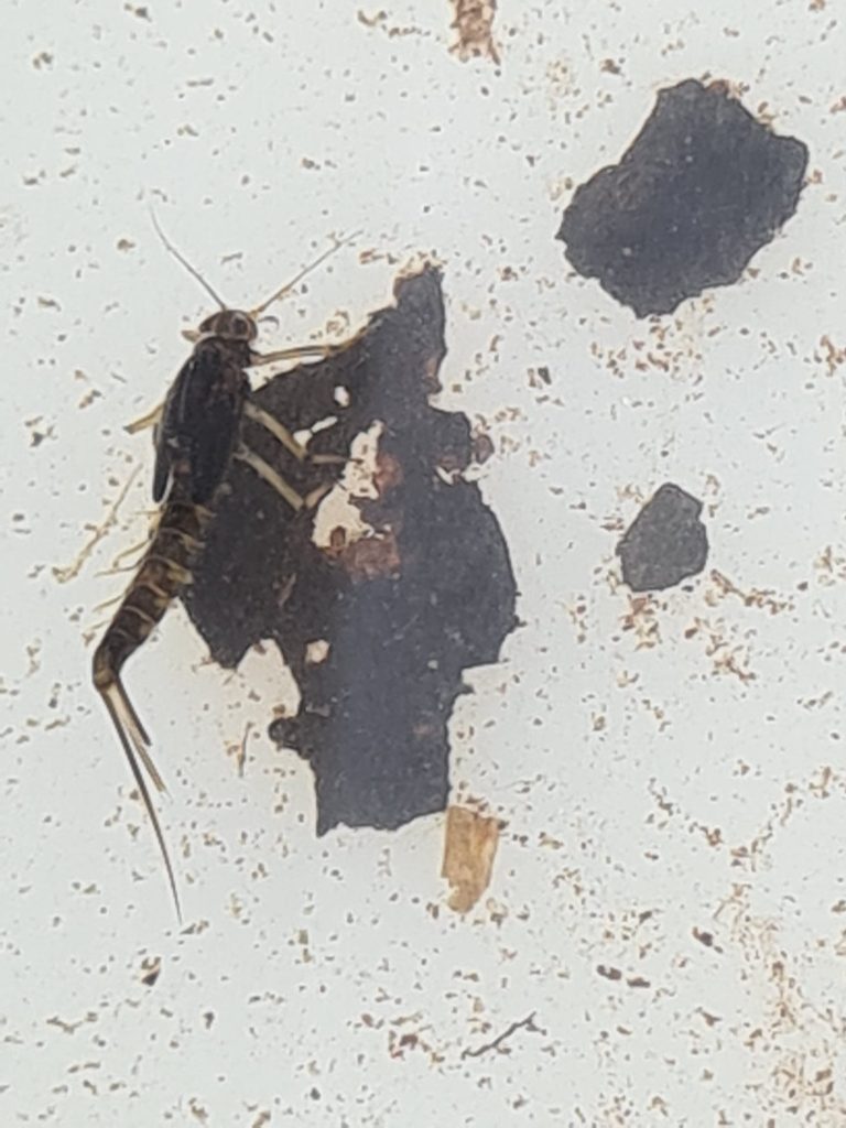 An photograph of a stonefly