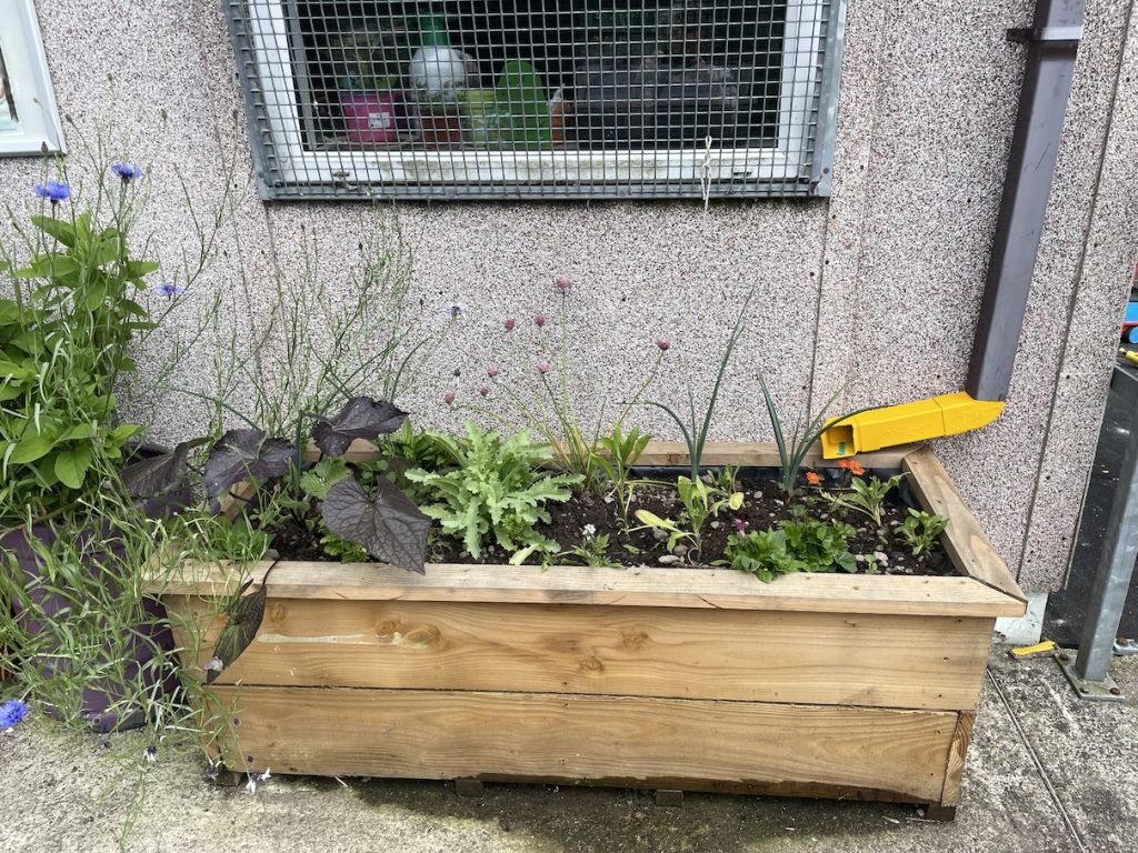 a photo of a wooden rain garden planter with palnts