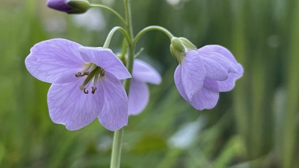 a photo of a cuckoo flower in bloom