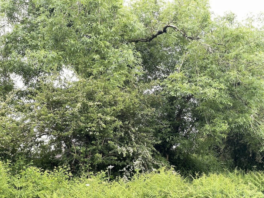 a photo of a whitethorn and an ash tree