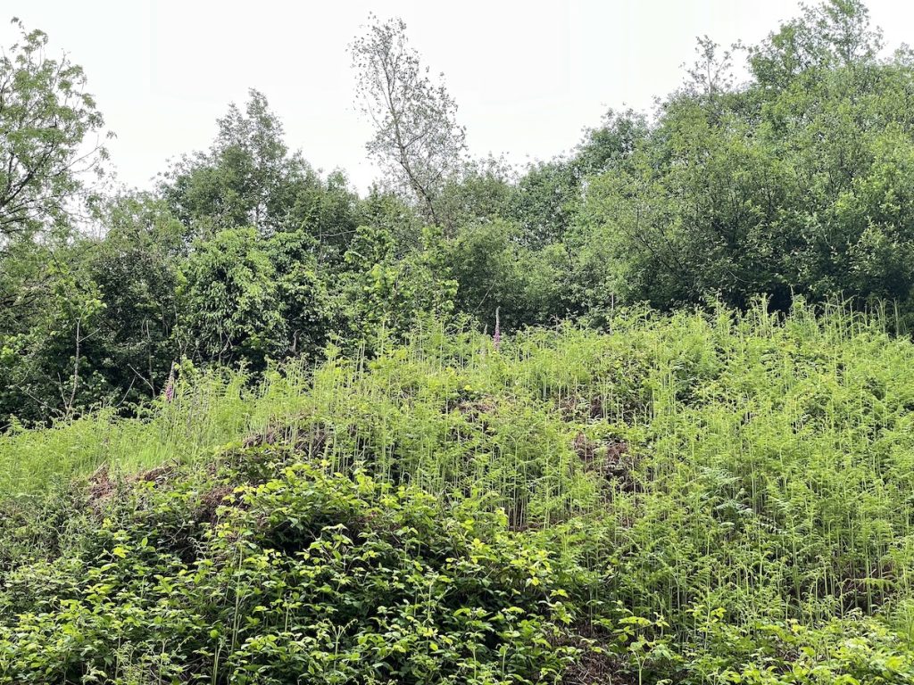 a photo of an overgrown bank with a foxglove in it