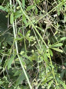 a photo of a plant - cleavers 