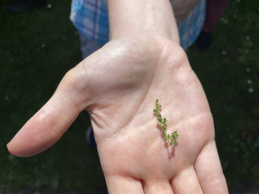 a photo of a hand with a small head of nettle flowers 