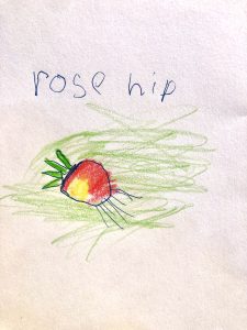 a child's drawing of a rosehip