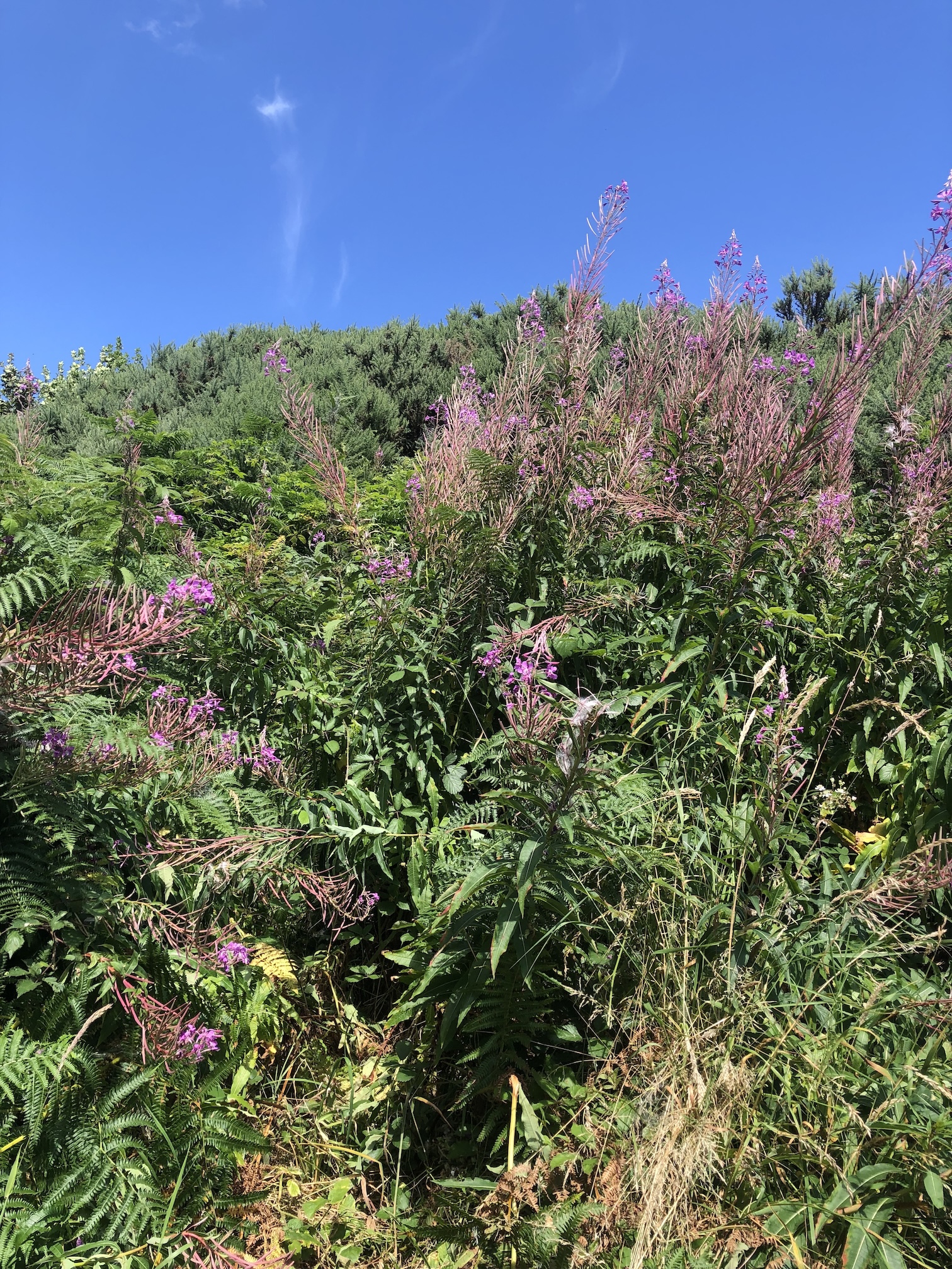 a photo of the plant Rosebay willowherb