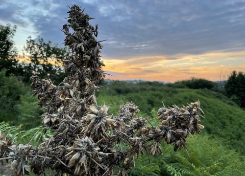 gorse branch in front of sunrise