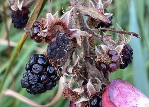 bramble picking
