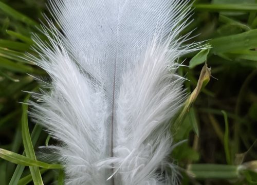 white fluffy feather