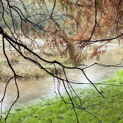 A photograph of a winter branch in front of a swollen river bank