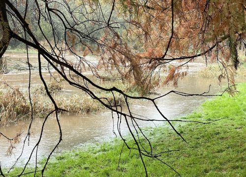 A photograph of a winter branch in front of a swollen river bank