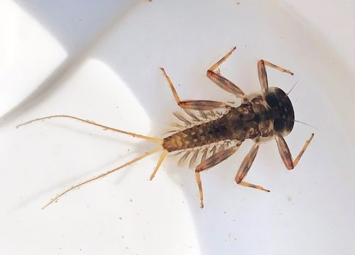 photogrpah of a mayfly nymph