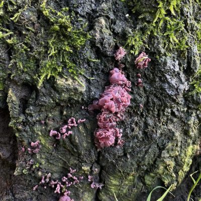 a photograph of purple jelly fungi on an oak stumpstump