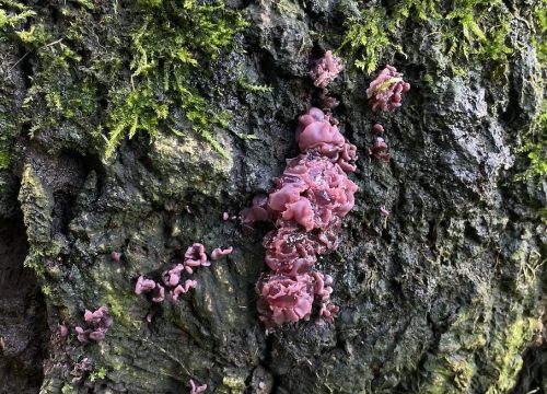 a photograph of purple jelly fungi on an oak stumpstump