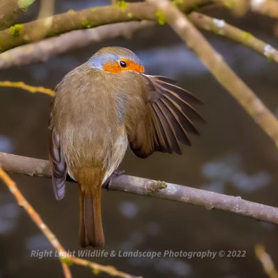 A photograph of a robin looking over his wing by Paul Moore