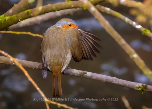 A photograph of a robin looking over his wing by Paul Moore