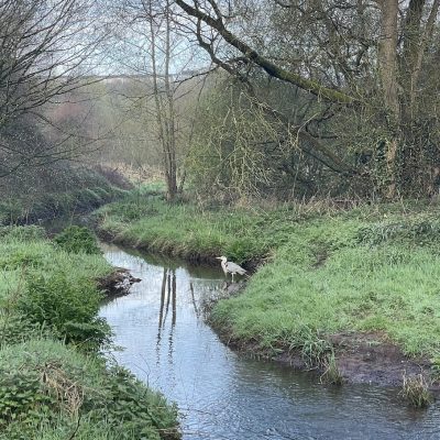 A photograph of a heron in the Glen river