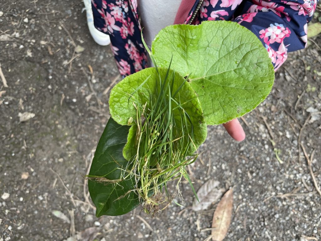 a photo of a childs hand holding leaves and grasses