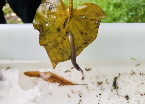 A photograph of an ivy leaf with a leech attached