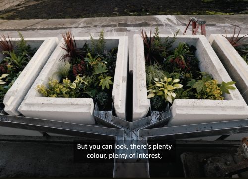 a photograph of Cobh rain garden showing plants