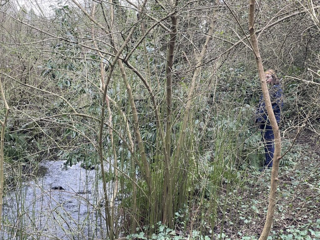 a photo of people in the undergrowth