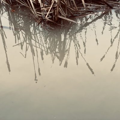 an image of a river reflections and plants