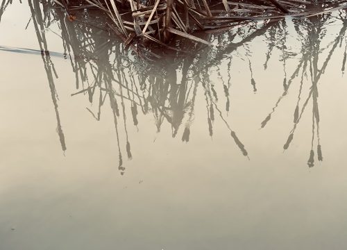 an image of a river reflections and plants