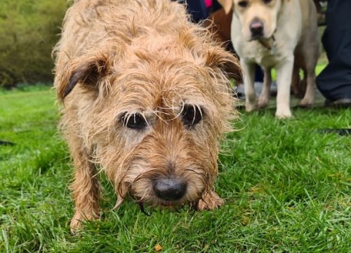 a photo of a dog with its nose to the ground