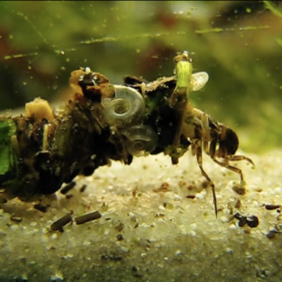 a still from a video of a Caddis fly larva showing its coat made of shlees and other river debris