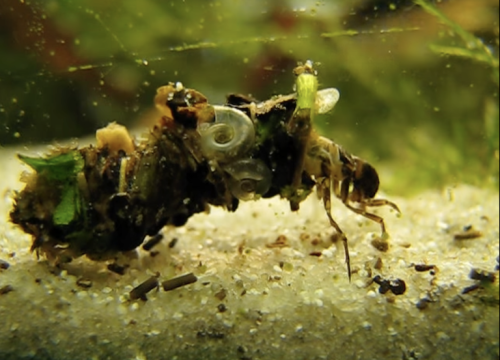 a still from a video of a Caddis fly larva showing its coat made of shlees and other river debris