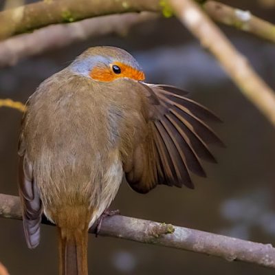 A photograph of a Robin holding its wing in front of its face