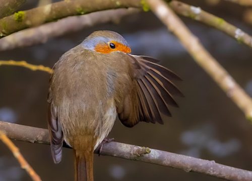 A photograph of a Robin holding its wing in front of its face