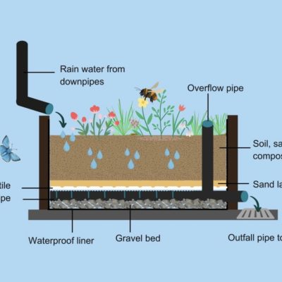 image showing a rain garden