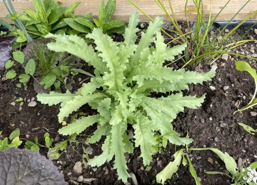 A photo fo a plant in the rain garden planter