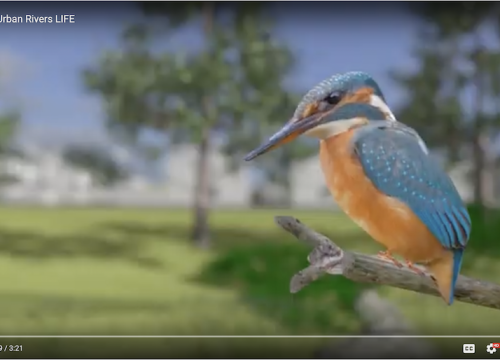 A still image from a video with a picture of a kingfisher